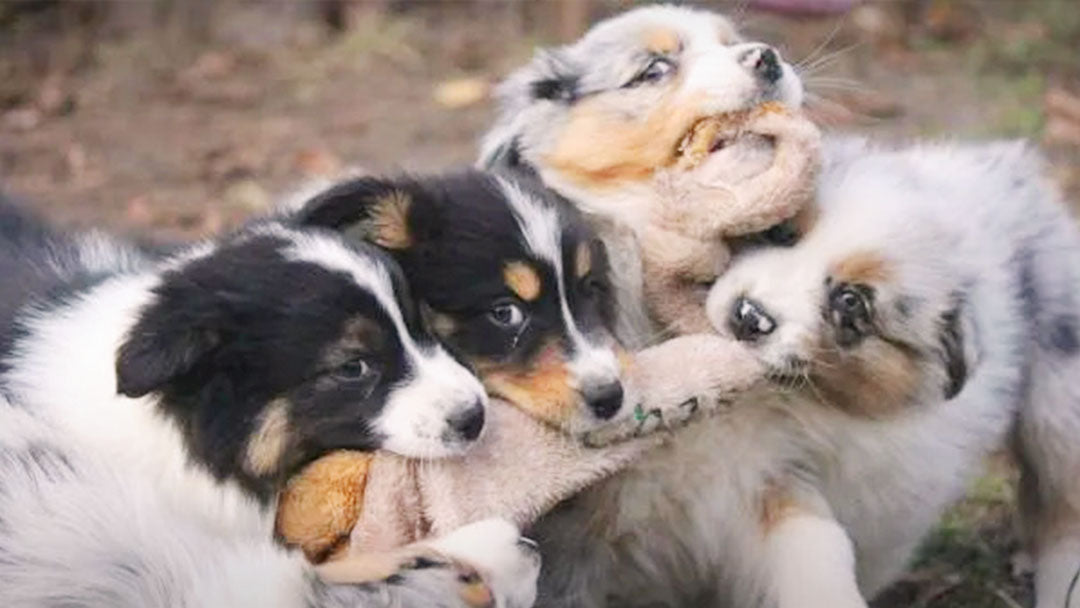 Weaning pen for puppies on sale