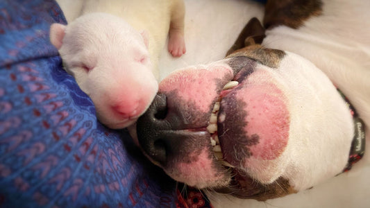 Can Folic Acid Prevent Cleft Palates in Puppies?