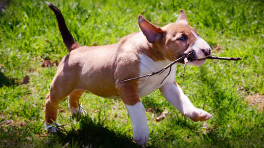Puppy Fitness That Fits The Puppy